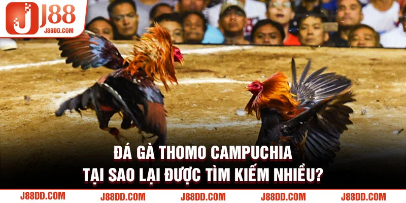 Đá gà Thomo Campuchia tại sao lại được tìm kiếm nhiều?