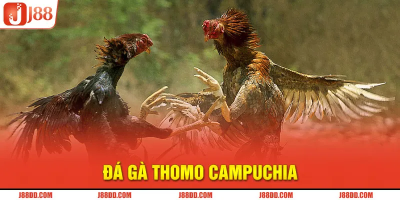 Avartar Đá gà Thomo Campuchia