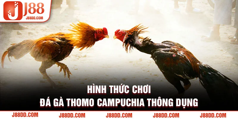 Hình thức chơi đá gà Thomo Campuchia thông dụng