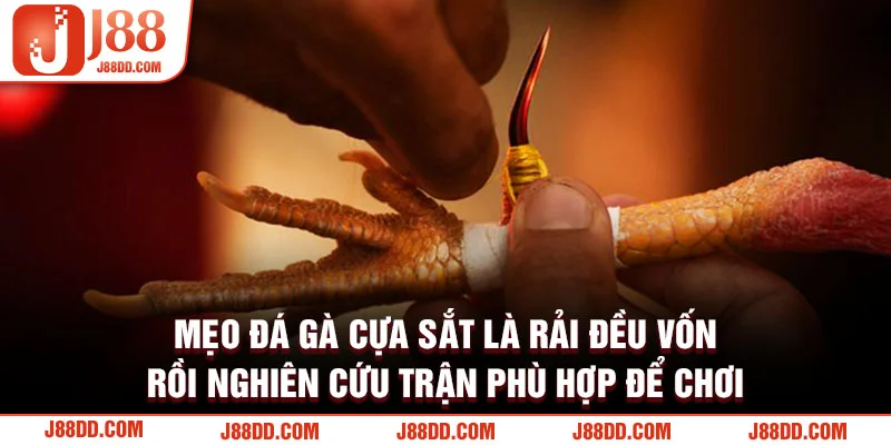 Mẹo đá gà cựa sắt tại nhà cái J88 COM 