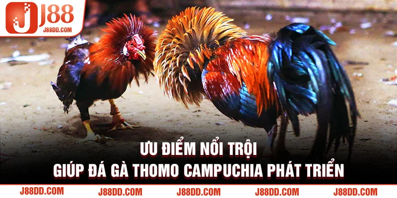 Ưu điểm nổi trội đá gà Thomo Campuchia 