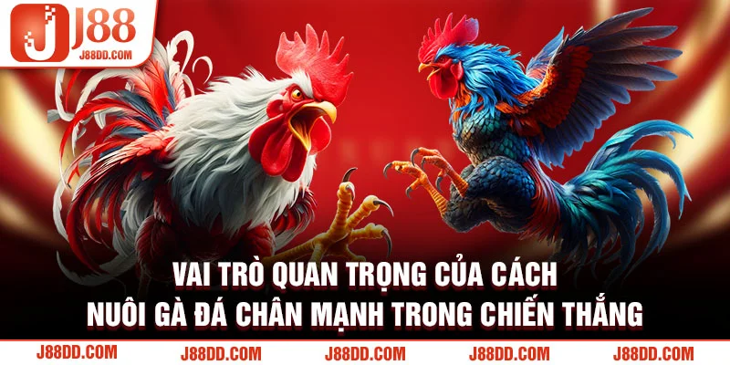 Vai trò quan trọng của cách nuôi gà đá chân mạnh